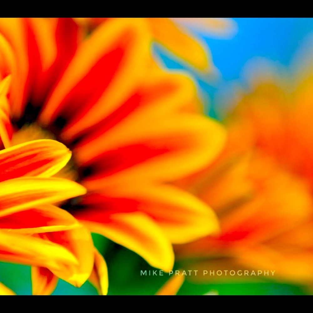 Meet your Posher, Belle